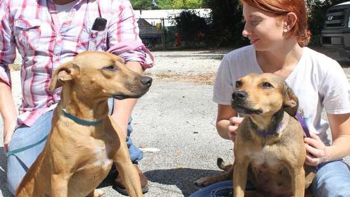 Shannon Kuner (izq.) y Lauren McKnight, del Refugio para Animales de Key Largo, con los dos perros que llegaron de Cuba en un bote de inmigrantes. Los animales, un macho y una hembra, estaban exhaustos y hambrientos después de un viaje de cinco días.