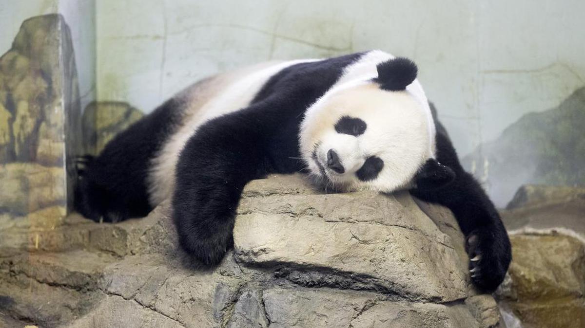 
Foto de archivo del 11 de agosto de 2015 del panda gigante Mei Xiang durmiendo en el zoológico Smithsonian de Washington, DC, EEUU.
