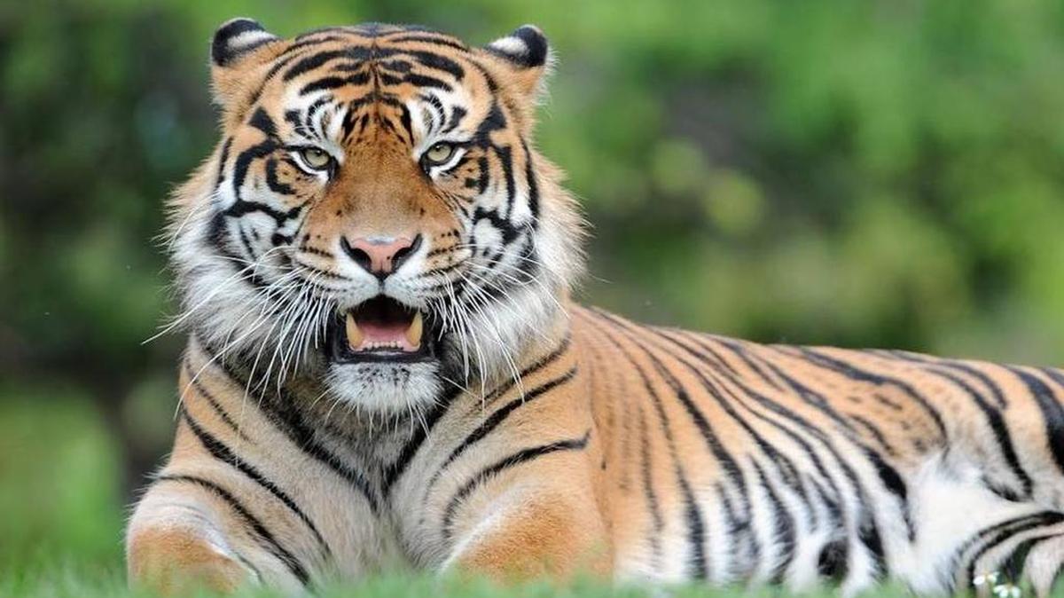 Berani, un tigre de Sumatra de 8 años, mordió la mano de una cuidadora del Miami Zoo. La empleada violó las reglas para alimentar a estos animales.