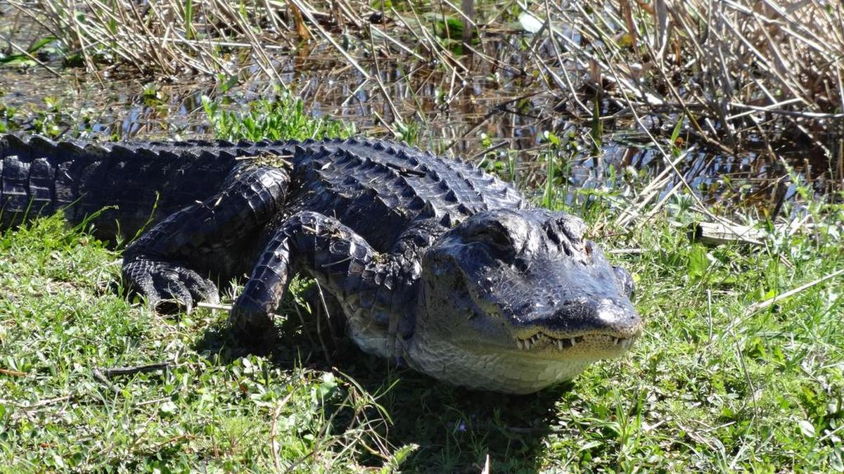 Fotografía cedida por la Comisión de Conservación de la Fauna y la Pesca (FWC) en donde aparece un caimán americano en Florida.
