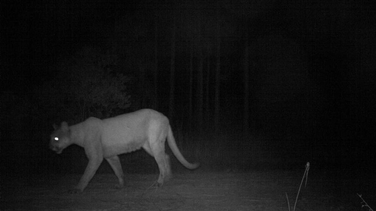 Una cámara muestra a una pantera hembra en una zona al norte del río Caloosahatchee, lo que constituye una primicia, según los biológos estatales.