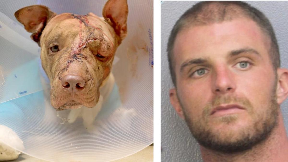 Brendan Evans es acusado de haber atacado con puñaladas y abandonar a Ollie dentro de una maleta en Hollywood, Florida.