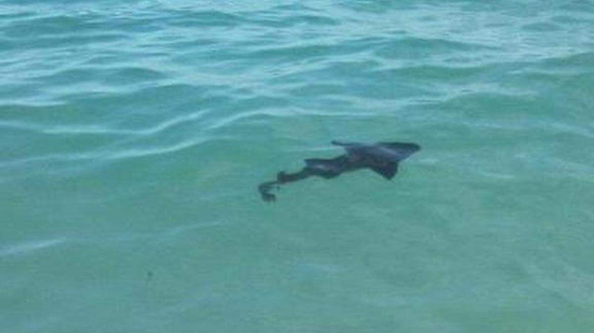 Un tiburón cerca de la orilla en Miami Beach a la altura de la Calle 14 y Collins Ave. Foto cortesía Pedro Luis Corrales