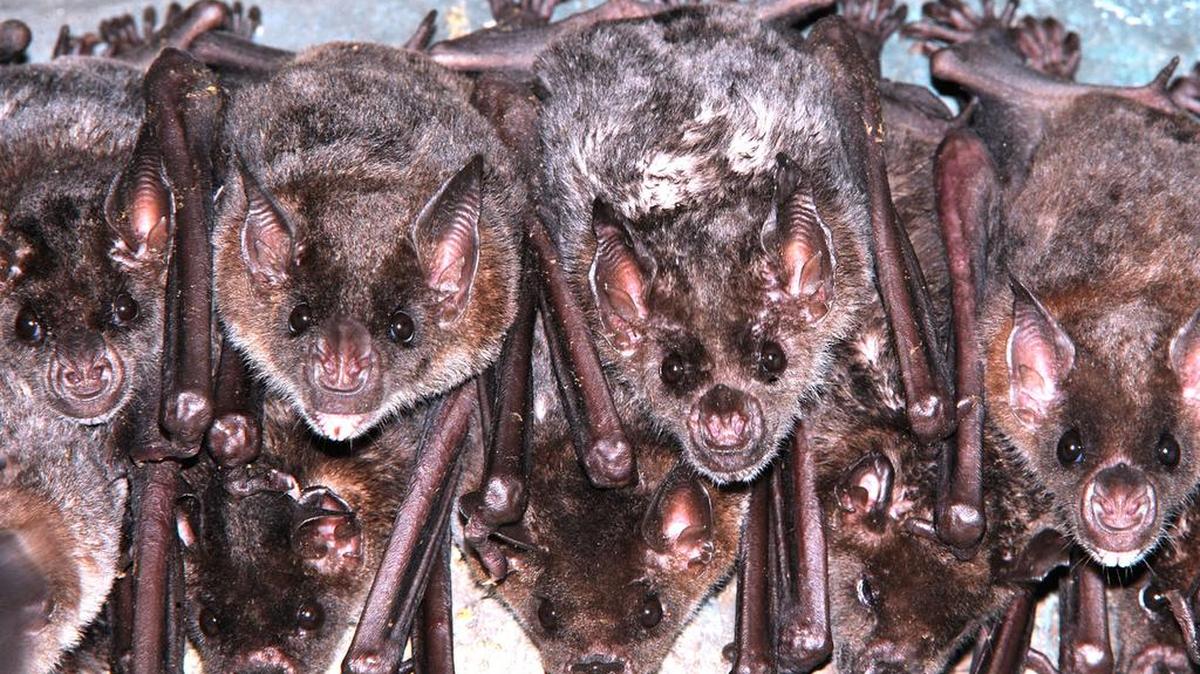 Fotografía de archivo de un grupo de 175 murciélago que fueron presentados en el 2009 por el MetroZoo de Miami.