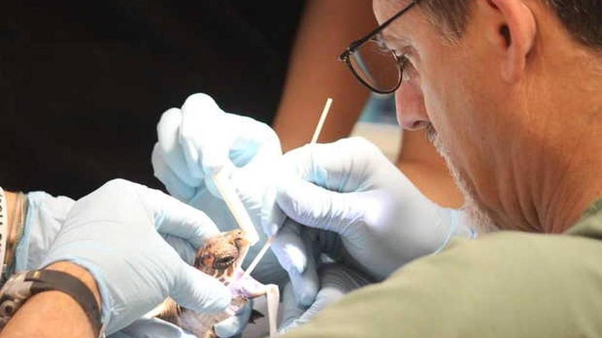 El doctor Doug Mader del Marathon Veterinary Hospital inspecciona a una tortuga bebé infectada.