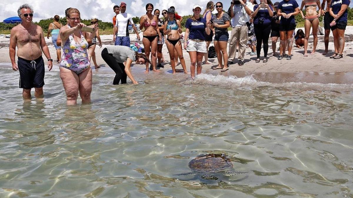 Esta foto de archivo muestra a Presley, una tortuga marina dirigirse al océano luego de ser dejada en libertad en julio pasado, en el parque estatal de Bill Baggs, en Key Biscayne.