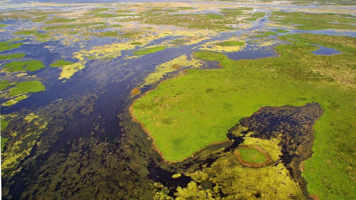Restaurar el flujo natural del agua alrededor del Lago Okeechobee será largo y complicado, pero uno de los primeros pasos está a punto de darse con un proyecto para dirigir agua del lago hacia los Everglades.