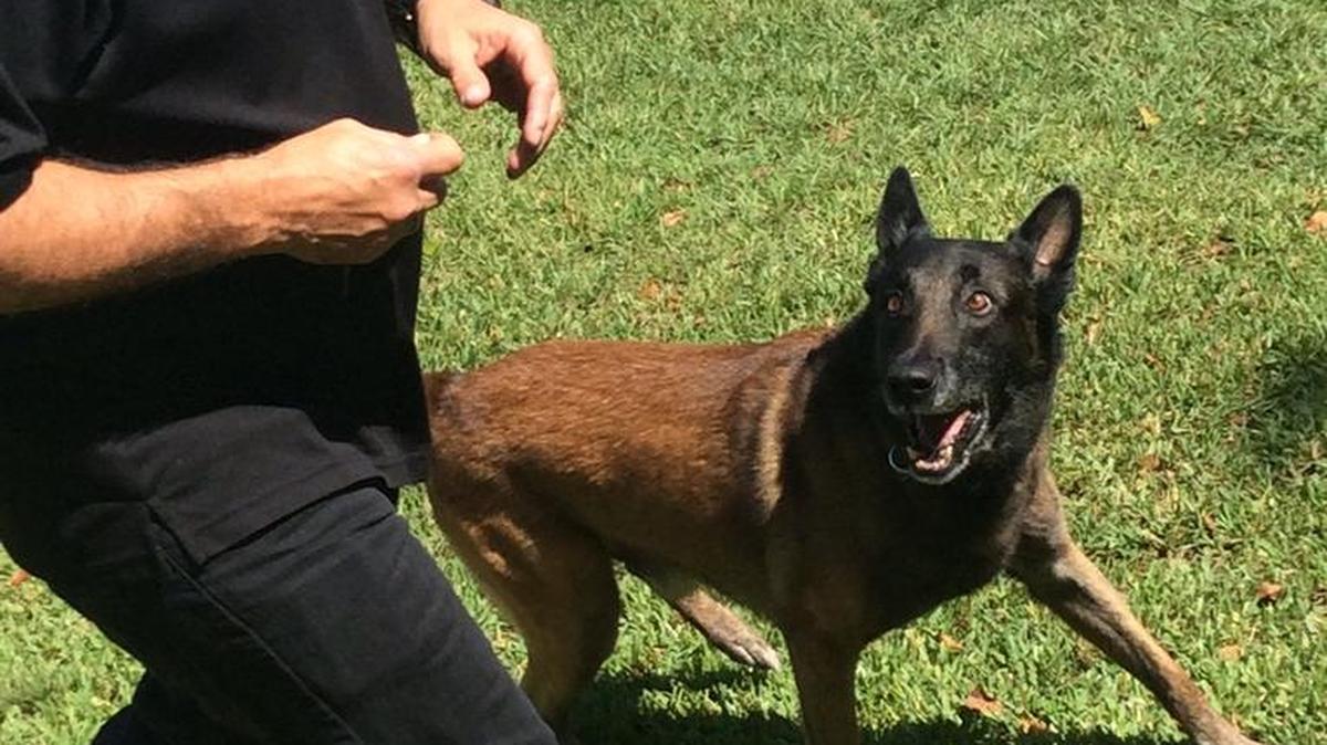 Phillip, un pastor belga (Belgian Malinois), es entrenado por Tony Guzman