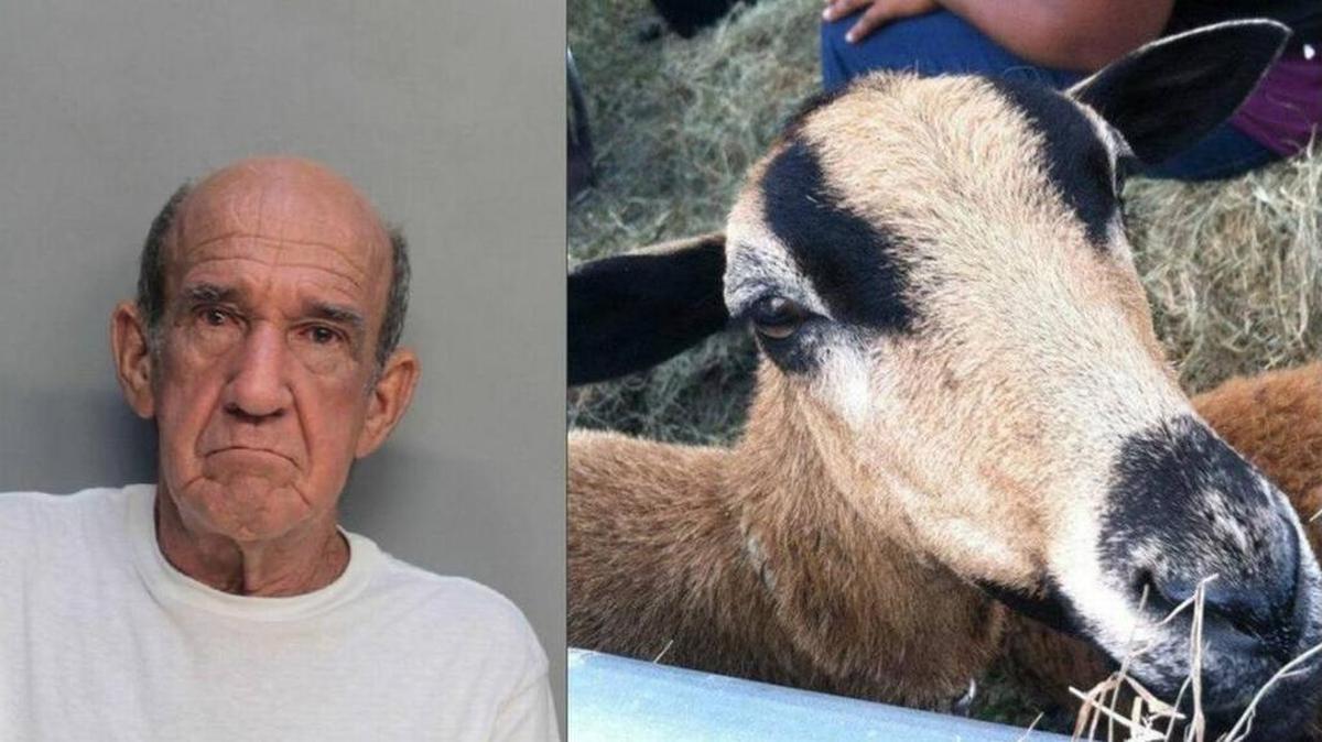 José Reyes, condenado por abuso a los animales, y una oveja parecida a varias apuñaladas en la granja de la Fundación Out of the Ashes en el 2015.