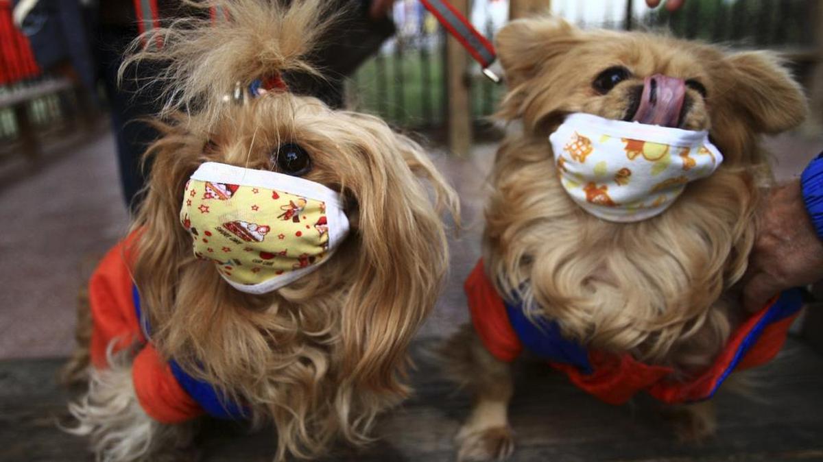 Se estima que el virus ha afectado a miles de mascotas en más de 30 estados del territorio estadounidense.