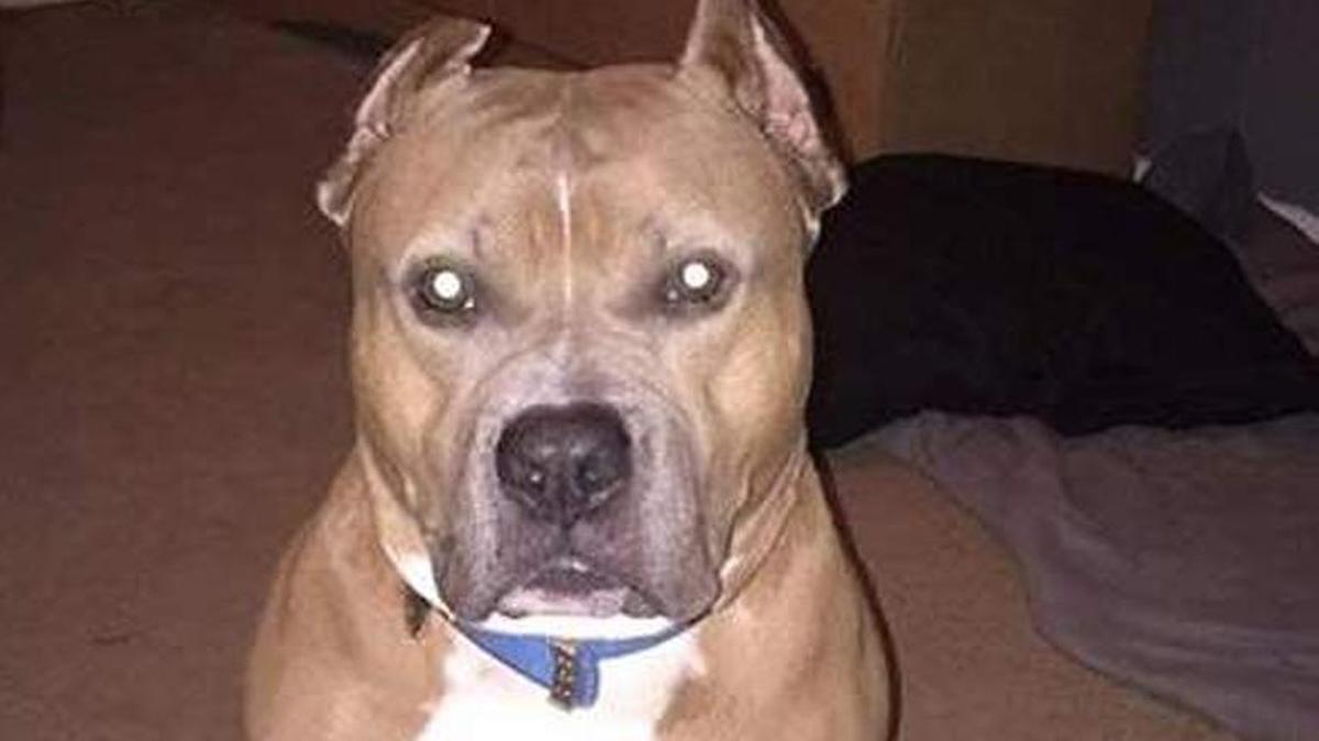 Una mujer embarazada de 22 años apuñaló en repetidas ocasiones a Buster, uno de sus pit bulls, luego de que este atacara a su madre y hermana.
