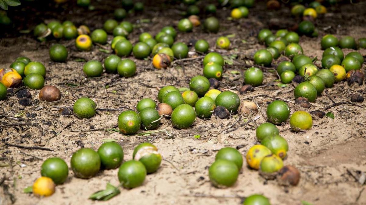 Naranjas en el suelo en un sembradío en la Florida el 11 de septiembre del 2017.
