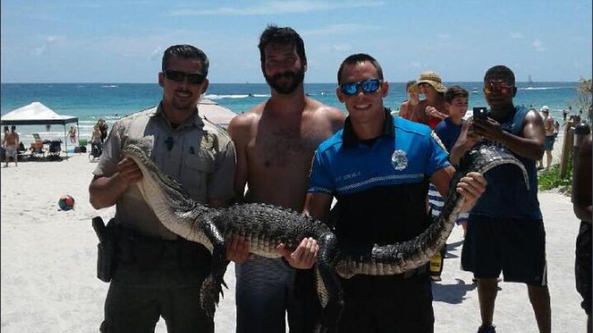 Agentes de la policía de Miami Beach capturaron a un caimán de 6 pies.