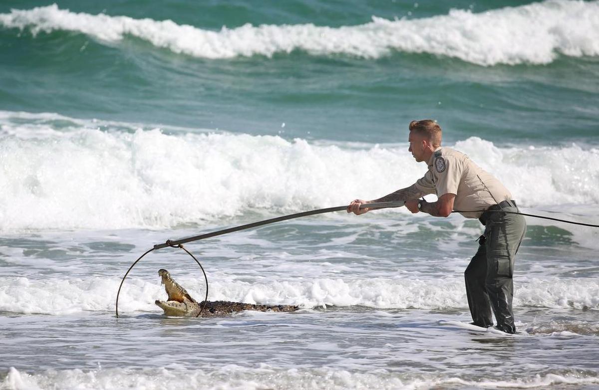 Al principio el agente tuvo ciertas dificultades para capturar al grande pero elusivo cocodrilo que apareció el lunes en una playa de Hollywood.