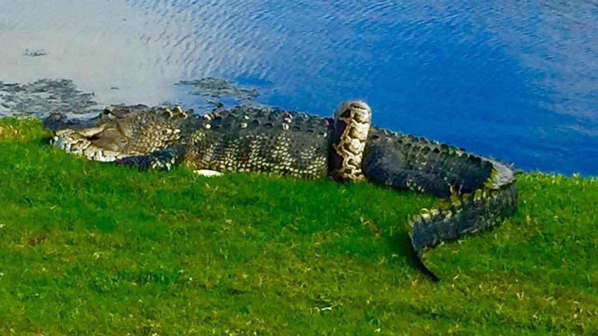 Un caimán con una pitón birmana entrelazada en el campo de golf en Fiddler’s Creek en Naples, Florida.