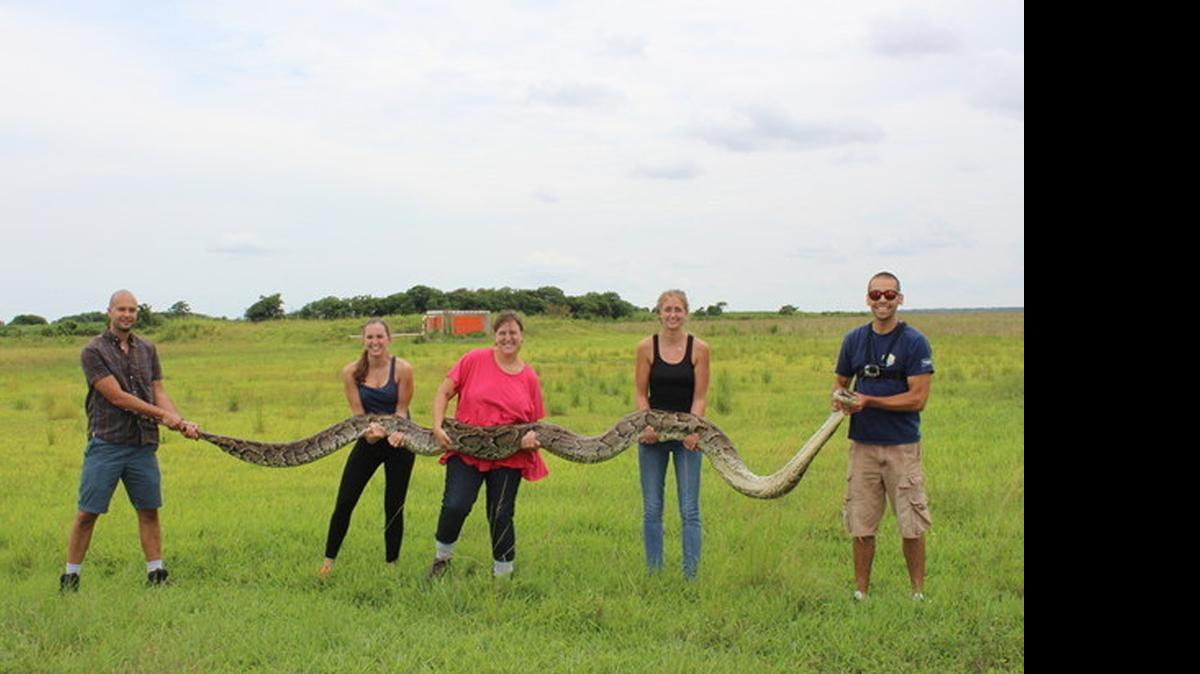 
La pitón de 18 pies y tres pulgadas fue capturada en Shark Valley el pasado 9 de julio y en una foto se aprecia al ofidio mientras lo sostienen cinco personas.
