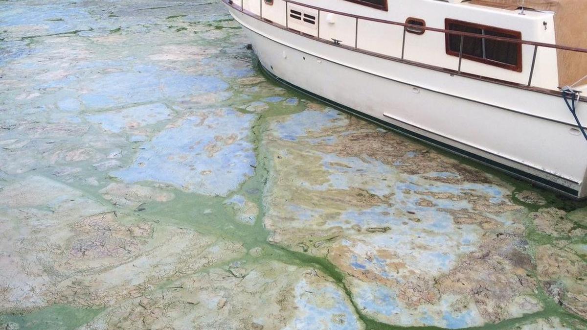 Un alga maloliente cubre la superficie del agua de la marian central de Stuart en junio pasado.