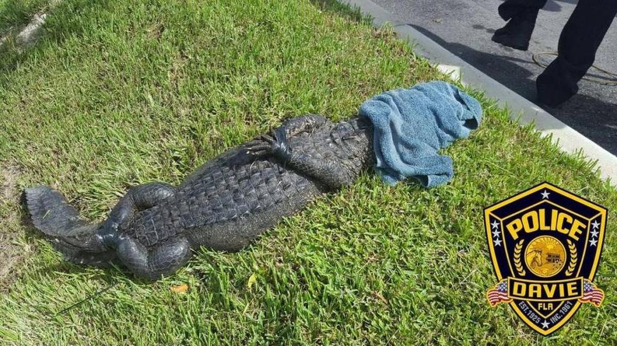 La policía de Davie atrapó un cocodrilo de siete pies que fue encontrado vagando alrededor de un complejo de apartamentos en University Drive el sábado.