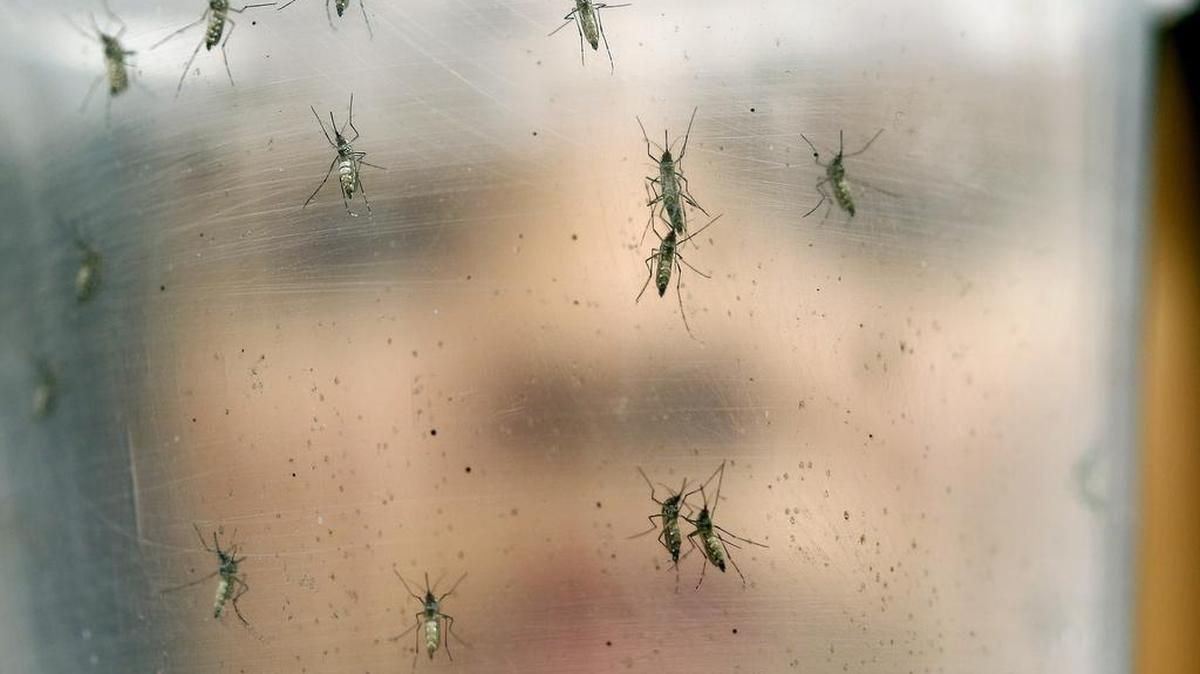 Una investigador sostiene una muestra de mosquitos Aedes aegypti en Sao Paulo, Brasil, en enero de 2016.
