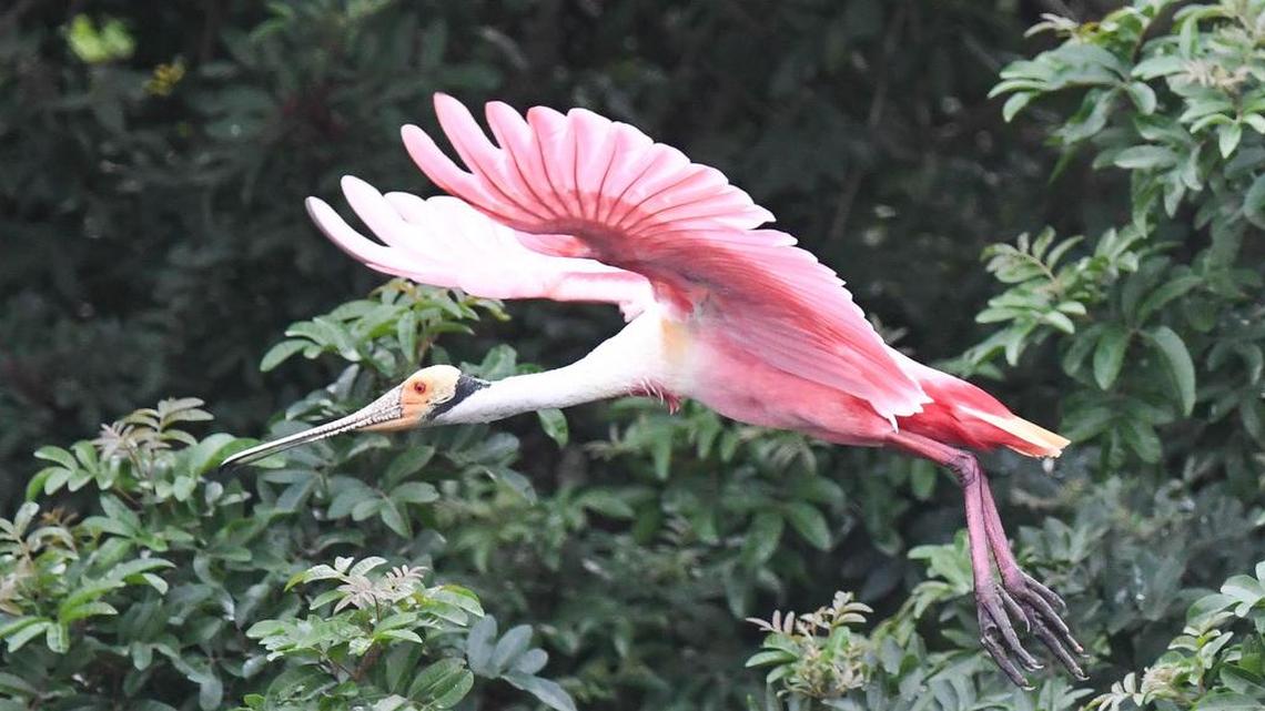 Una espátula rosada levanta vuelo en Stick Marsh, un área silvestre del condado Brevard al oeste de Melbourne, donde hay una colonia particularmente grande de esta rara ave.
