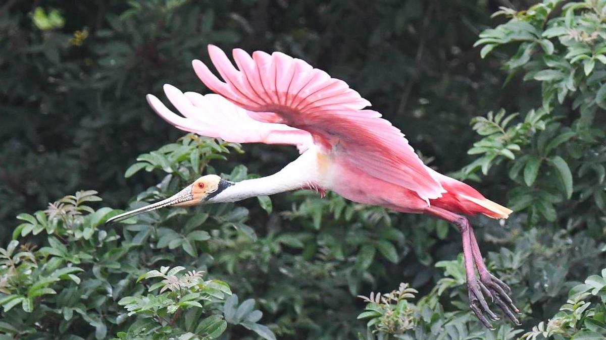 Una espátula rosada levanta el vuelo en el pantano de Stick, una zona silvestre en el Condado Brevard, al oeste de Melbourne, que se ha convertido en un nuevo y próspero lugar de cría para aves que antes anidaban principalmente en la bahía de la Florida y los Everglades costeros.