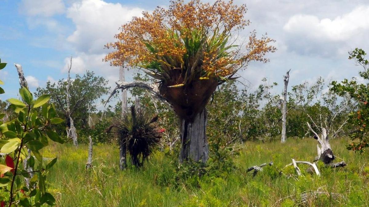 Roger Hammer fotografió este ejemplar de orquídea cowhorne en el año 2016.