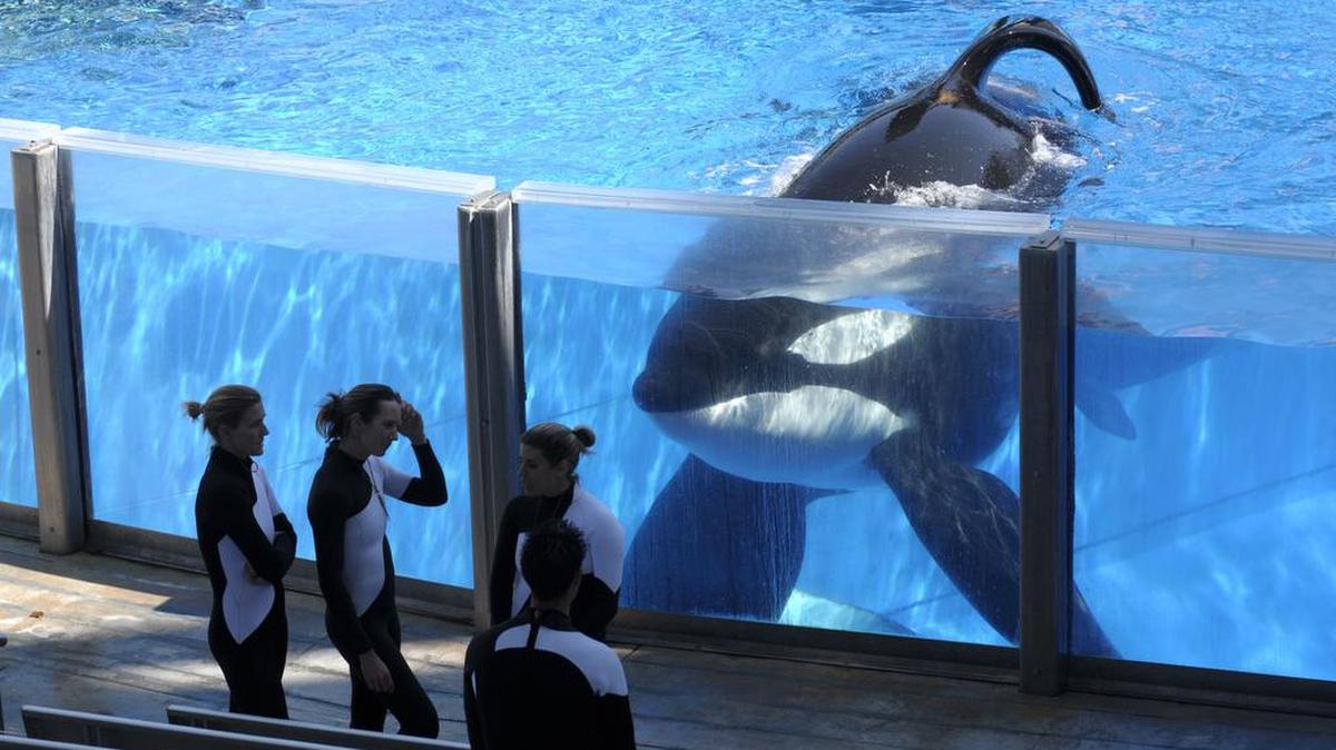 La ballena orca Tilikum junto a varios entrenadores en SeaWorld Orlando, el 7 de marzo de 2011.
