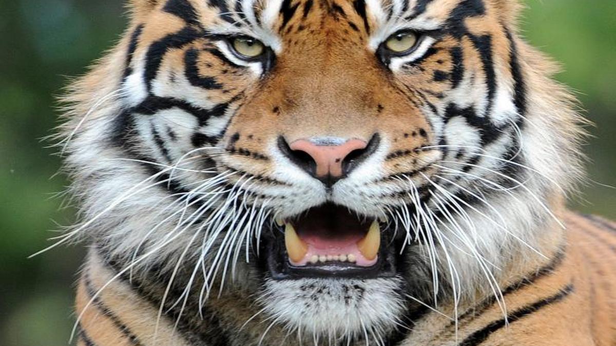 
Este tigre de Sumatra es uno de los cientos de animales fabulosos que se pueden admirar en ZooMiami en una de las tantas visitas que podrá hacer con el pase de ahorros de verano. 
