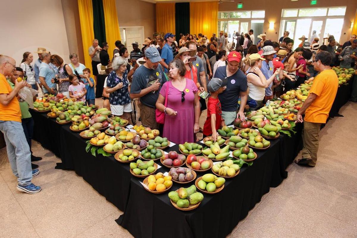 One way to find mangoes for sale? Head to the Fairchild Tropical Botanic Garden Mango Festival on July 13 and 14.