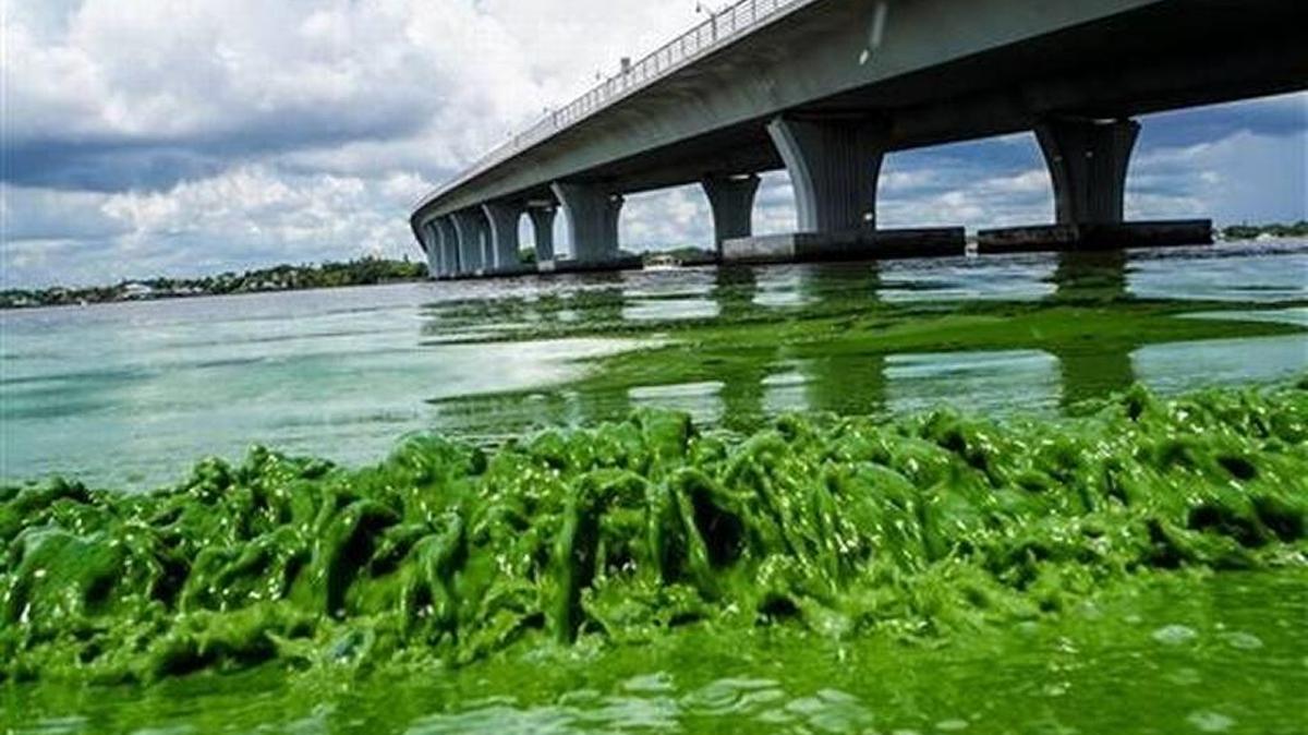 Una putrefacta y espesa alga azul-verdosa que inunda playas del sureste de Florida disparó la alarma no sólo por su toxicidad, sino también porque obedece a un riesgo mayor: el desbordamiento del lago Okeechobee.