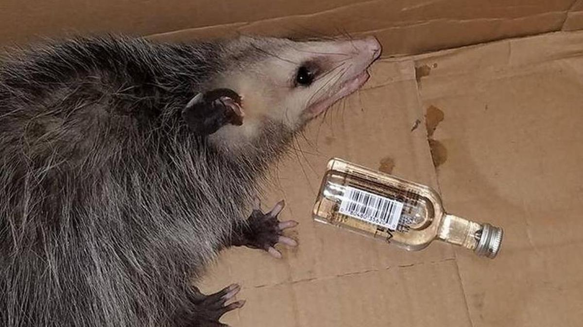 Una zarigüeya atravida irrumpió en una licorería y se sirvió unos tragos de bourbon, por lo que fue llevada al Refugio de Vida Silvestre de la Costa Esmeralda para recibir tratamiento por intoxicación.