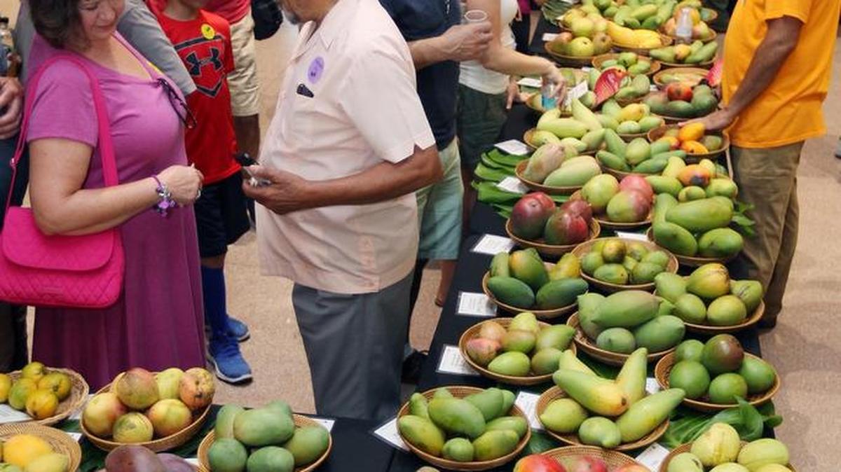 La cantidad de variedades de mango es asombrosa, y sus cultivadores no dudan en explicar las virtudes de cada una a cualquiera que se acerque.