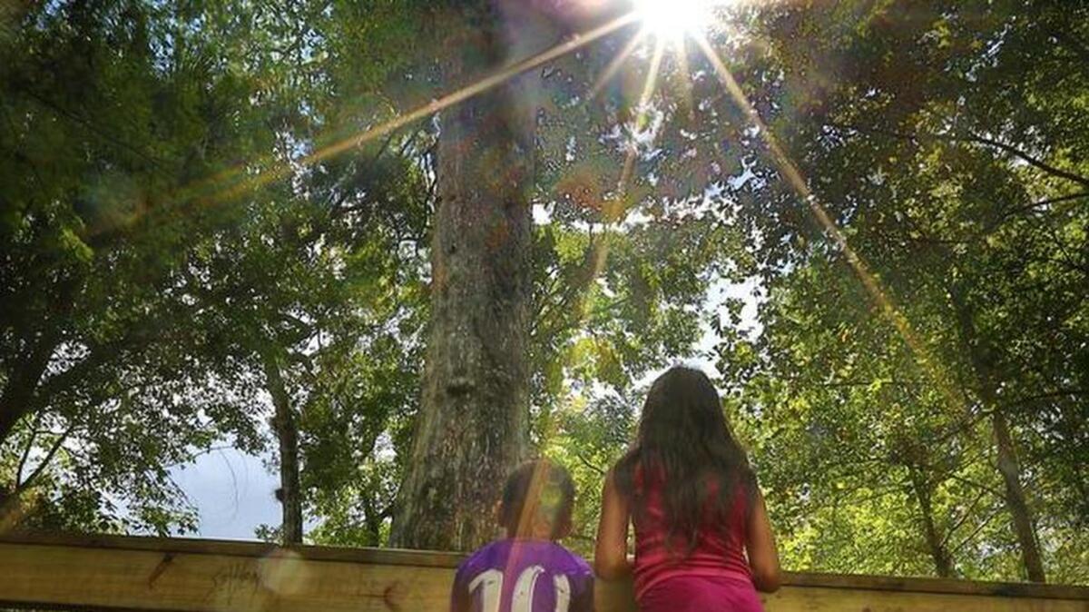 
El ciprés de 2,000 años, conocido como “Lady Liberty” está considerado como uno de los más viejos del mundo. Los hermanitos Jayden y Abriella Barbera admiran al imponente árbol el jueves durante su visita al parque Big Tree, en Longwood.

