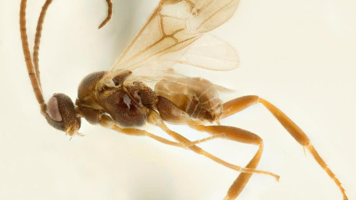 El macho de la ‘Keylimepie peckorum’ tiene alas más largas.