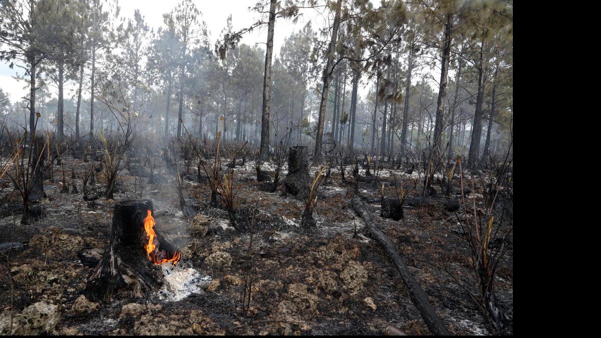 
Restos de un incendio forestal en el suroeste del condado, a finales de mayo.


