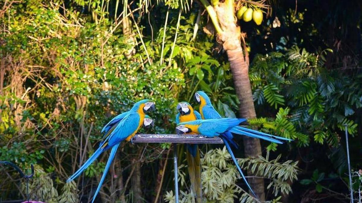 Guacamayos visitan un punto de comida en una casa en Coral Gables, Florida.