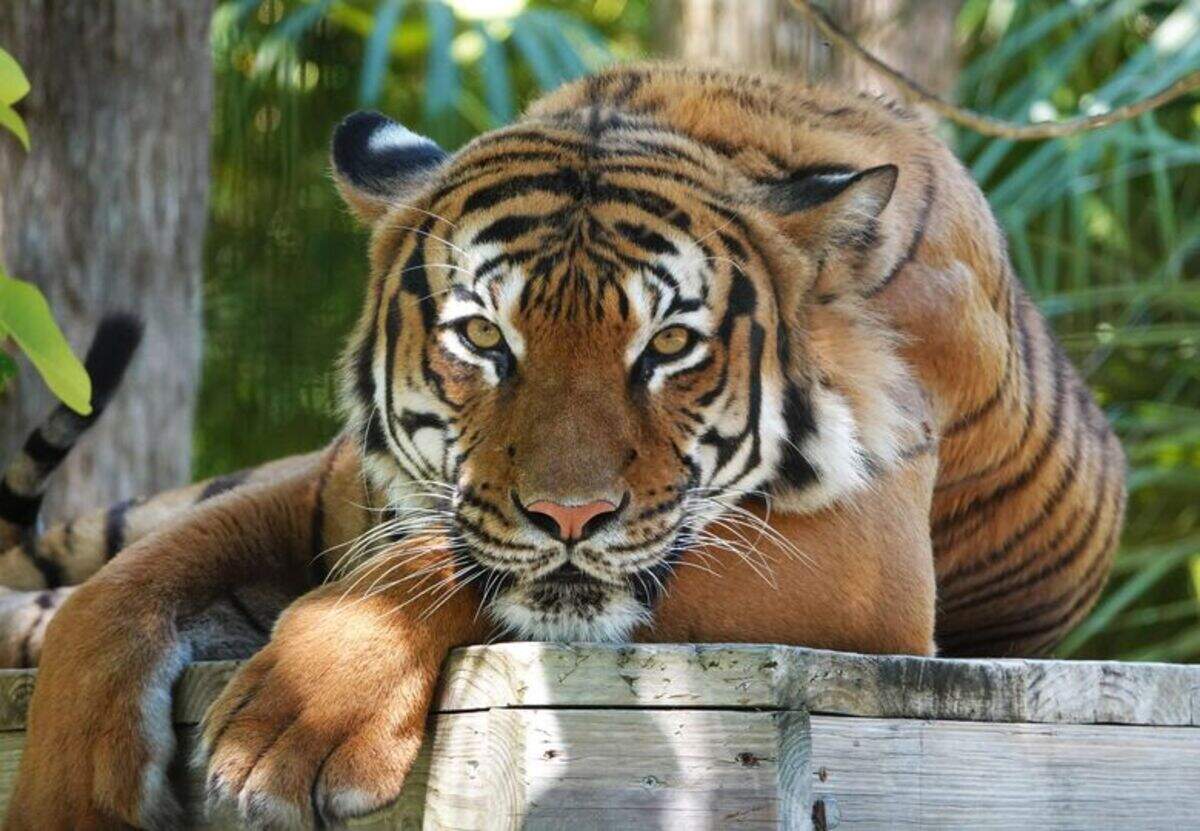 Eko, un tigre de Malasia, murió por hemorragia interna al recibir un disparo en el Zoo Naples tras atacar a un hombre.