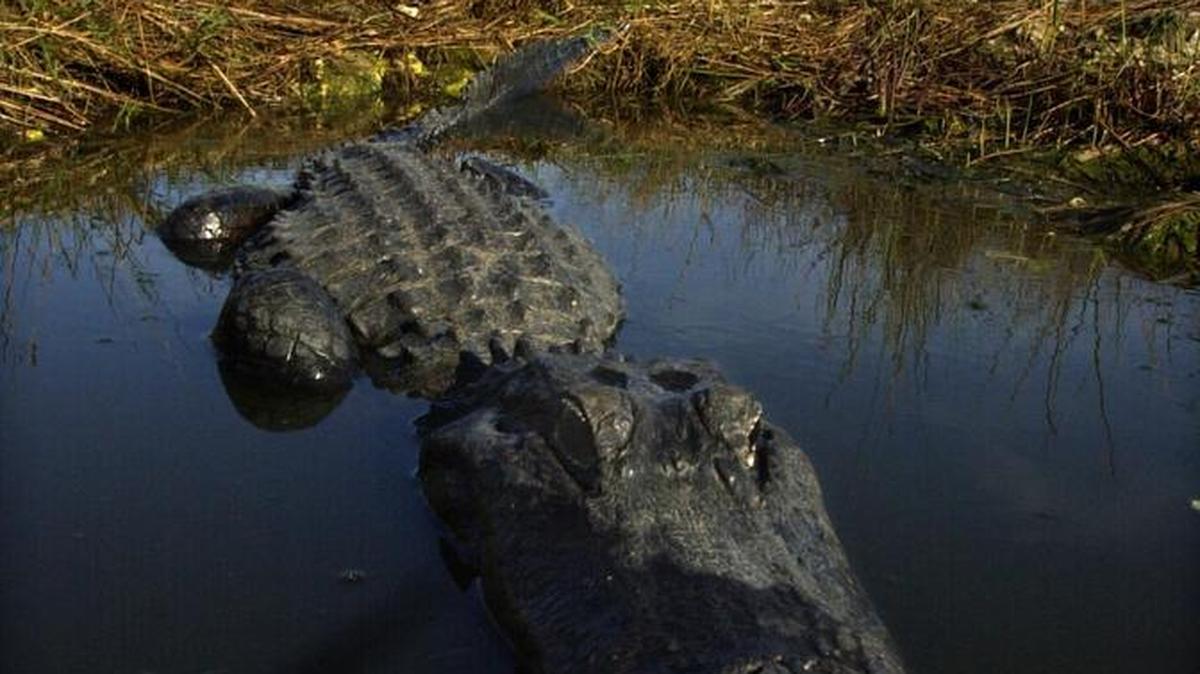 En los últimos 10 años los cazadores han capturado y sacrificado a unos 240 caimanes en las inmediaciones de las atracciones de Disney en Orlando.
