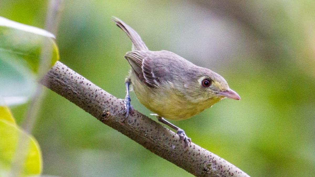 La noticia del avistamiento de un víreo cubano, una pequeña ave del tamaño de un pulgar, en Cayo Hueso ha movilizado rumbo al sur de Florida a un ejército armado de binoculares, cámaras y objetivos con la esperanza de verlo y captar su imagen.