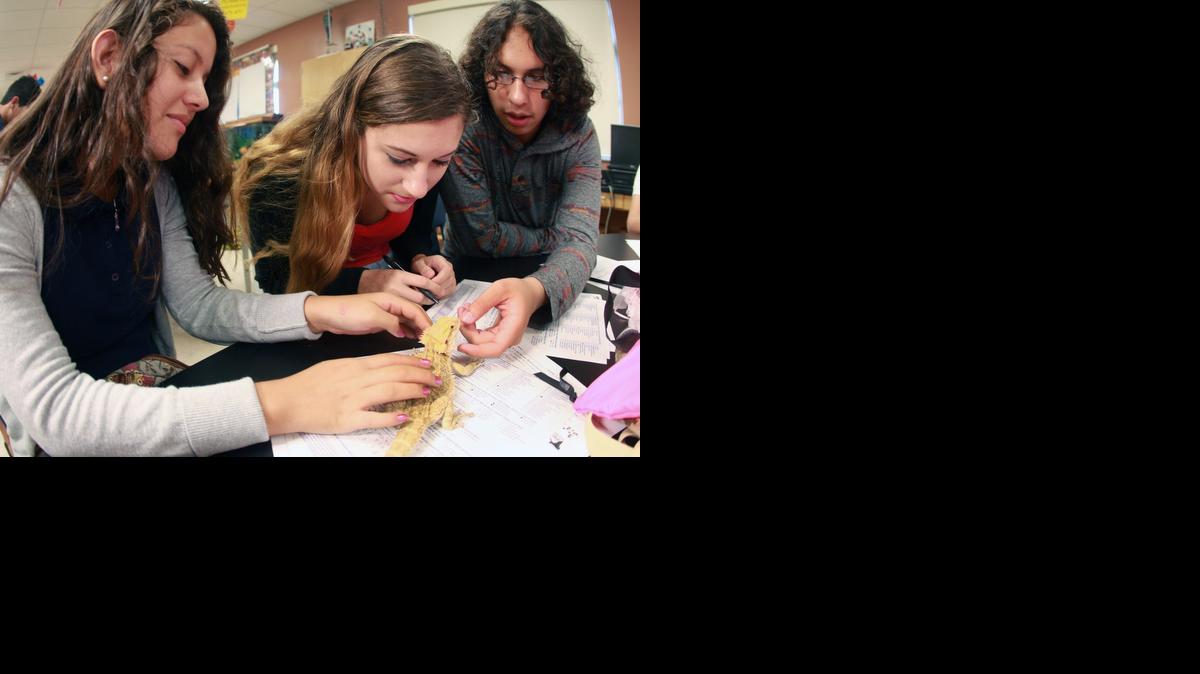 
Julissa Mendoza, Marielys Gutierrez y Erik Obando juegan con ‘Chuchi’, un dragón barbado que es la mascota del salón, en el Miami High Sr. High el viernes, 3 de octubre del 2014 para nota sobre “Un dia en la vida de los estudiantes de Miami High.”
