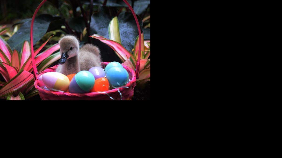 
Chefi es el nuevo integrante de la familia de los cisnes negros de Jungle Island, y nació justo a tiempo para ser parte de la cacería de huevitos de Pascua.
