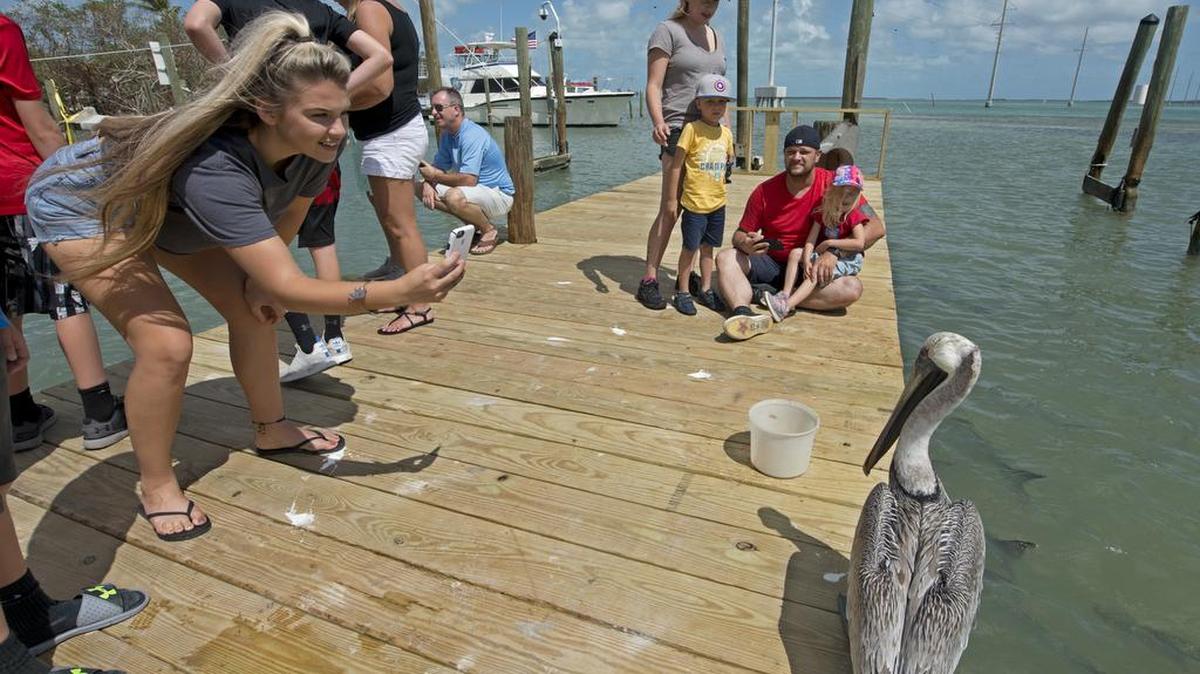 En esta foto proporcionada por el Florida Keys News Bureau, una turista toma una fotografía de un pelícano en el puerto deportivo de Robbie, el domingo 1 de octubre de 2017, en Islamorada, Florida.