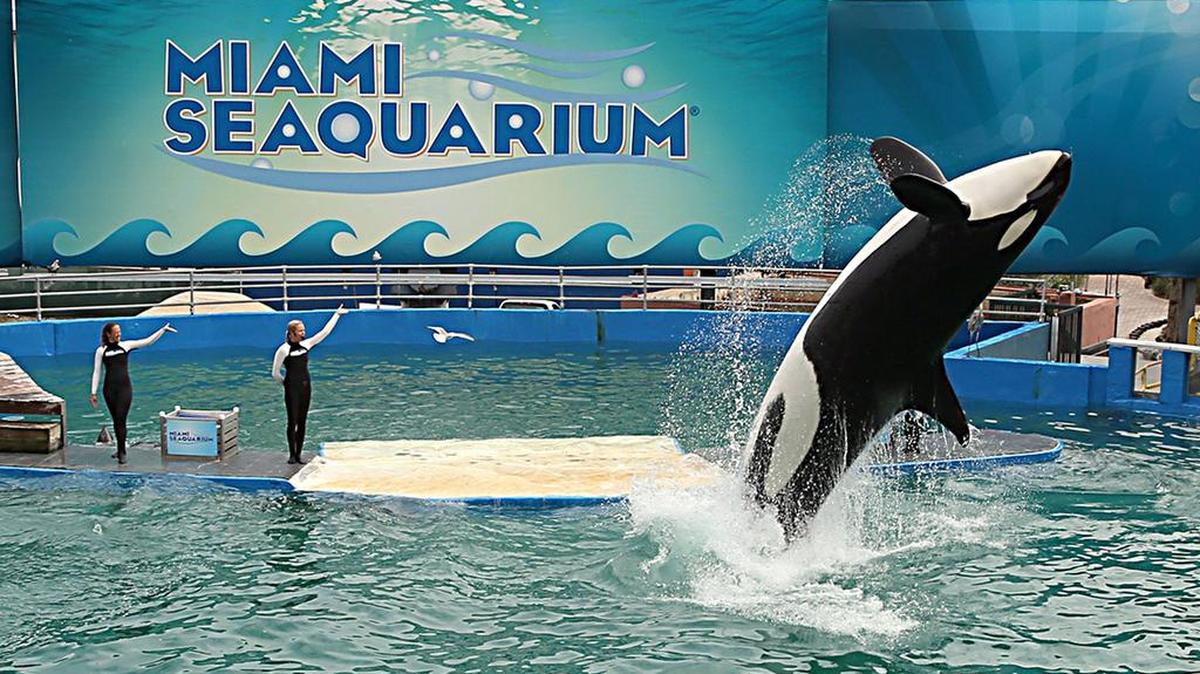 Lolita, la ballena orca que ha sido la atracción del Miami Seaquarium por décadas, en una presentación el 31 de enero de 2014.
