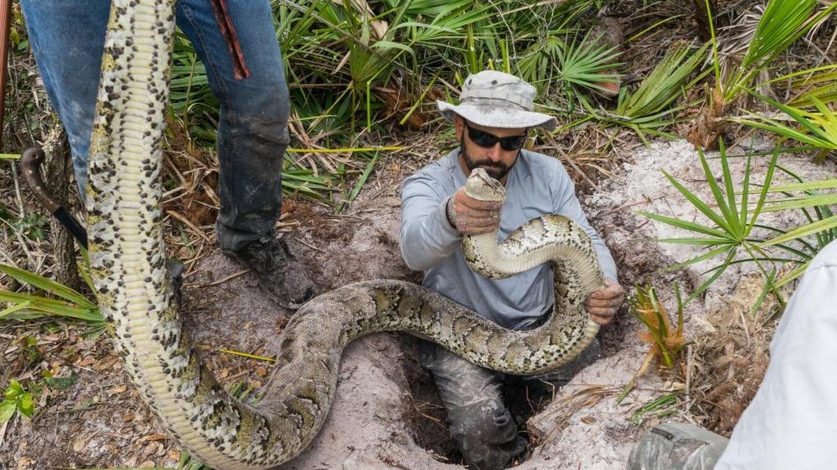 Un nuevo estudio muestra que las pitones birmanas han introducido un nuevo parásito pulmonar que se está extendiendo a otras serpientes nativas en el sur de la Florida.