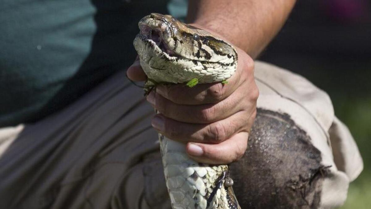 Jeffrey Fobbs sostiene a una pitón por la cabeza durante una demostración de como manipular a este tipo de animales, el 16 de enero en la Universidad Internacional de la Florida.