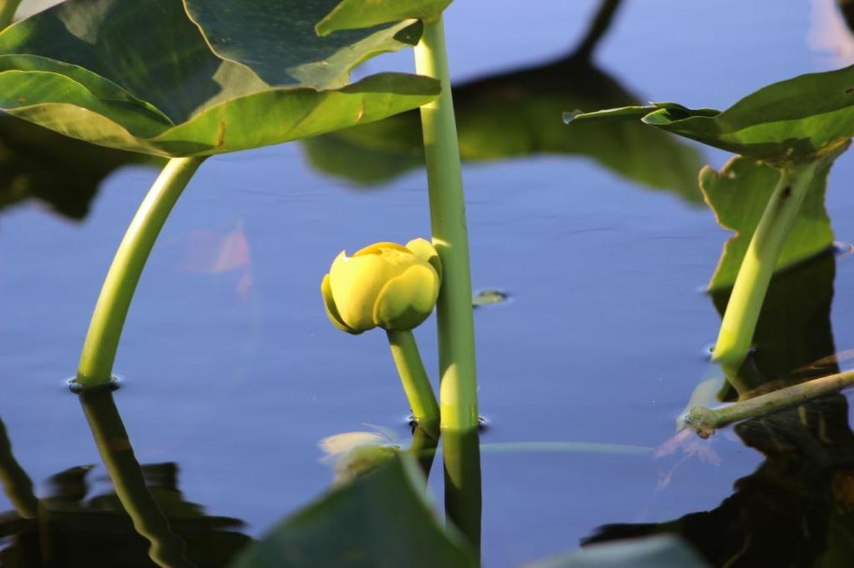 Diversidad de flores y de plantas son algunos de los tesoros de los humedales.