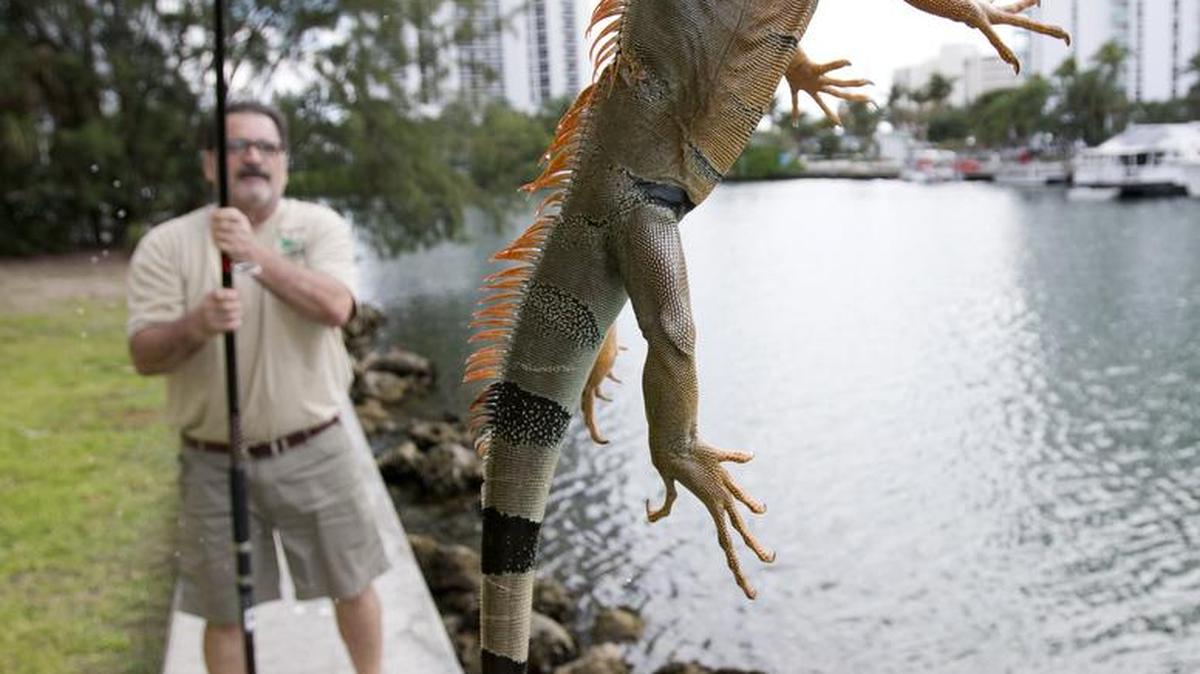 El cazador de iguanas Brian Wood atrapó a tres una tarde reciente, de aproximadamente un metro (tres pies) cada una, que disfrutaban sobre un rompeolas en un complejo de condominios en Sunny Isles Beach.