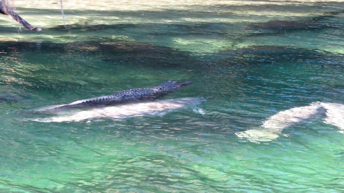 Un caimán nada en el lomo de un manatí en el Blue Spring State Park, en la región central de Florida.