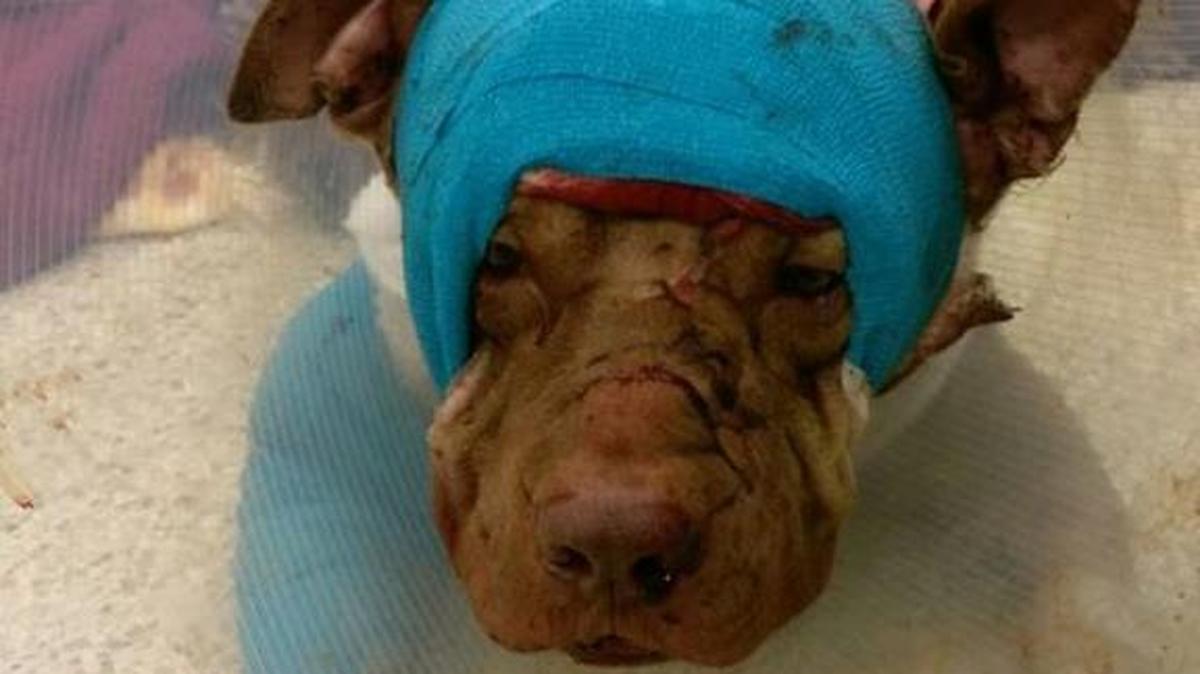 Veterinarios de la Clínica Hollywood Animal intentaron salvarle la vida a Ollie, de dos años. El pit bull falleció el jueves 12 de octubre por las graves heridas que sufrió.