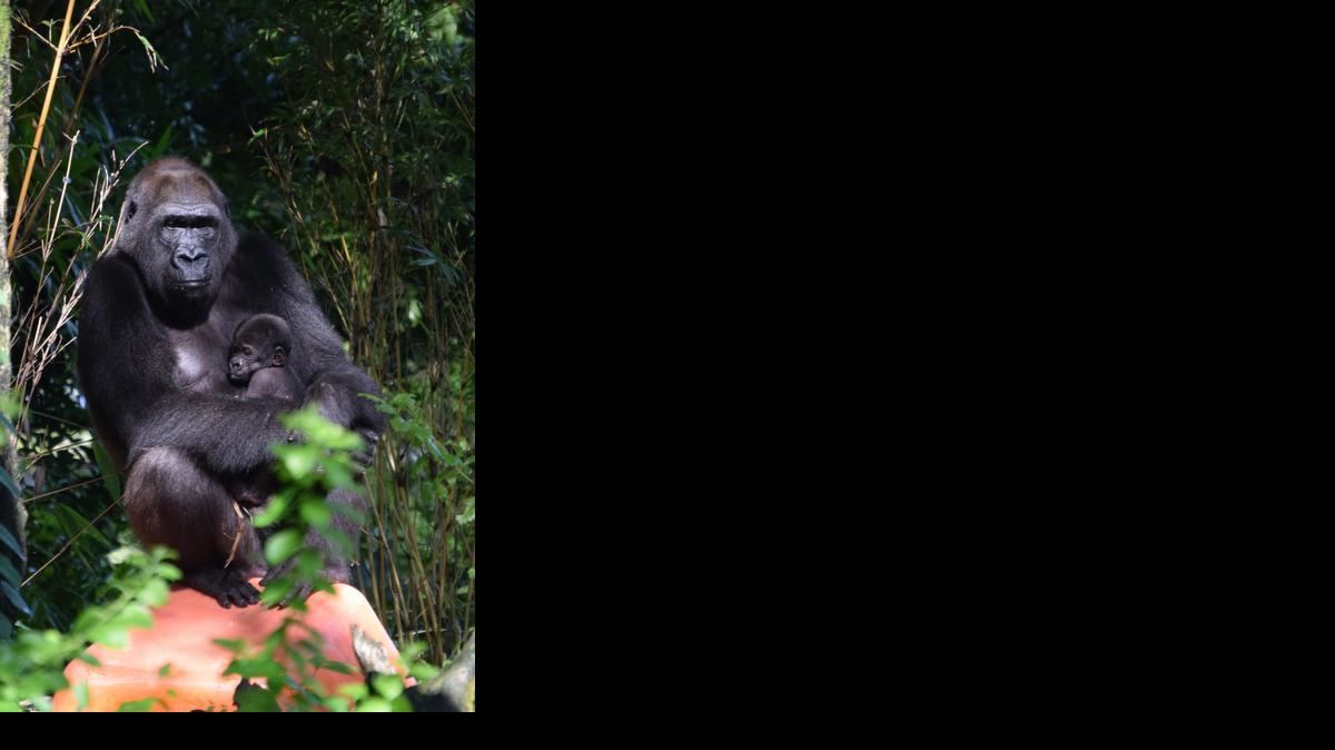 
El parque Animal Kingdom anunció hoy el nacimiento de un gorila macho en su sede, en Bay Lake, lo que constituye el quinto nacimiento de uno de estos primates en peligro de extinción en dicho complejo turístico de Florida. "Estamos encantados con el estado de salud y desarrollo del bebé", señaló en un comunicado de prensa Jay Therien, gerente de Operaciones de Animales de Disney, quien precisó que es el segundo que nace en menos de un mes. El nuevo bebé de esta especie de gorilas de la planicie, que nació el pasado 3 de septiembre en Bay Lake, cerca de la ciudad de Orlando, viene a acompañar a otro ejemplar macho, nacido el 7 de agosto. 
